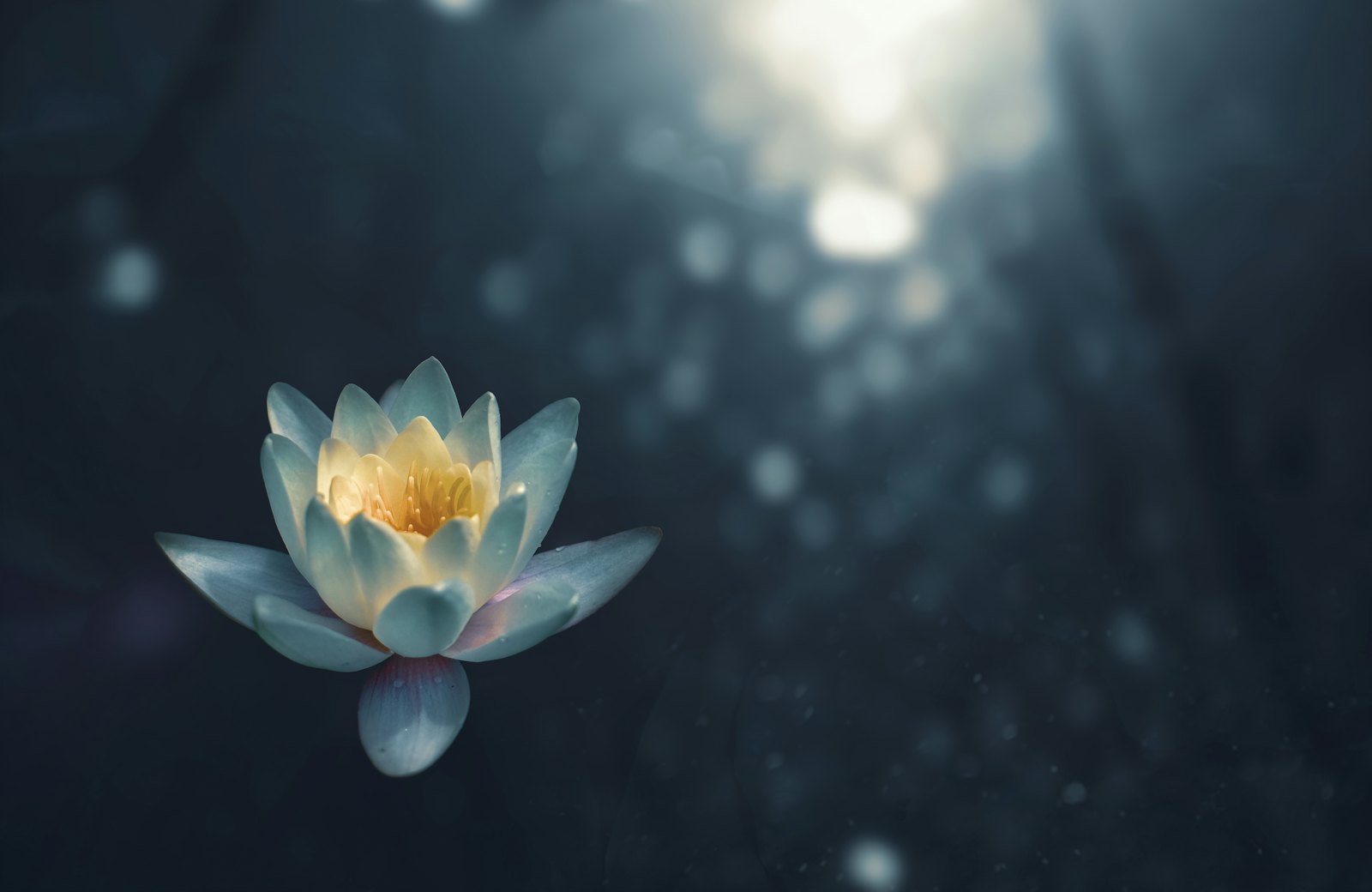Lotus floating on dark water