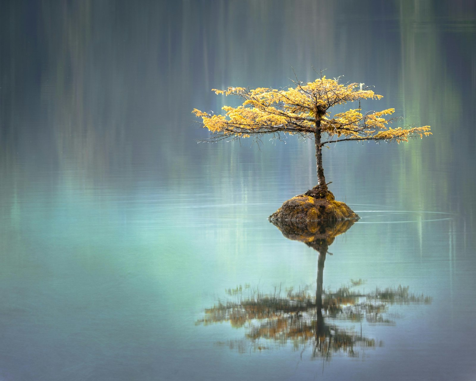 Tree reflected in still water
